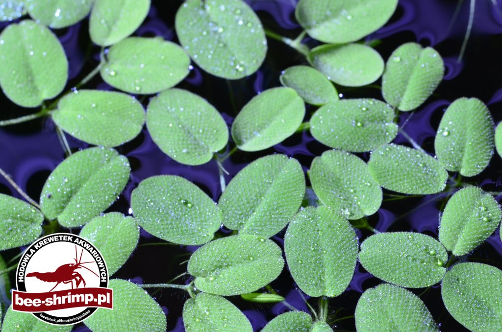 Salvinia Natans - pływająca - Bee-Shrimp
